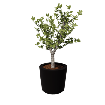 Jardinera de fibra de vidrio - Cone - Ø 63 x 52 cm - RAL9005 mate (negro) - Con fondo