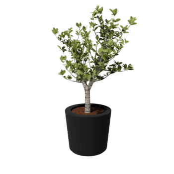 Jardinera de fibra de vidrio - Cone - Ø 63 x 52 cm - RAL7021 mate (gris negruzco) - Con fondo