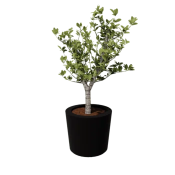 Jardinera de fibra de vidrio - Cone - Ø 63 x 52 cm - RAL9005 mate (negro) - Con fondo