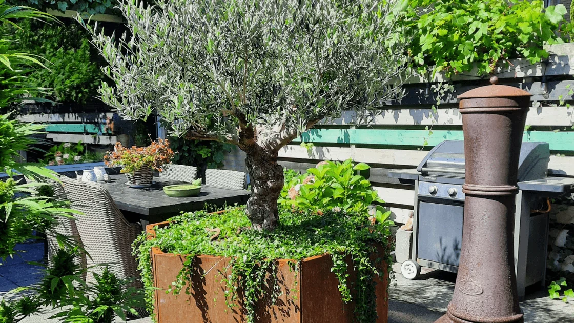 Olivo en maceta grande: elegir la maceta adecuada y consejos para su cuidado